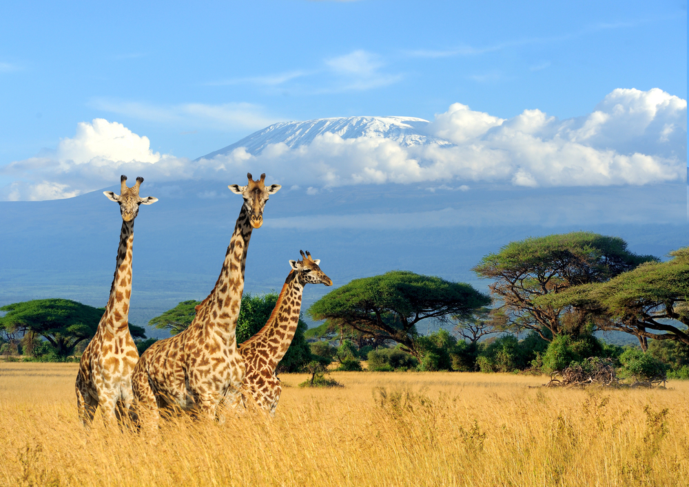 Safari au Kenya : tout ce que vous devez savoir