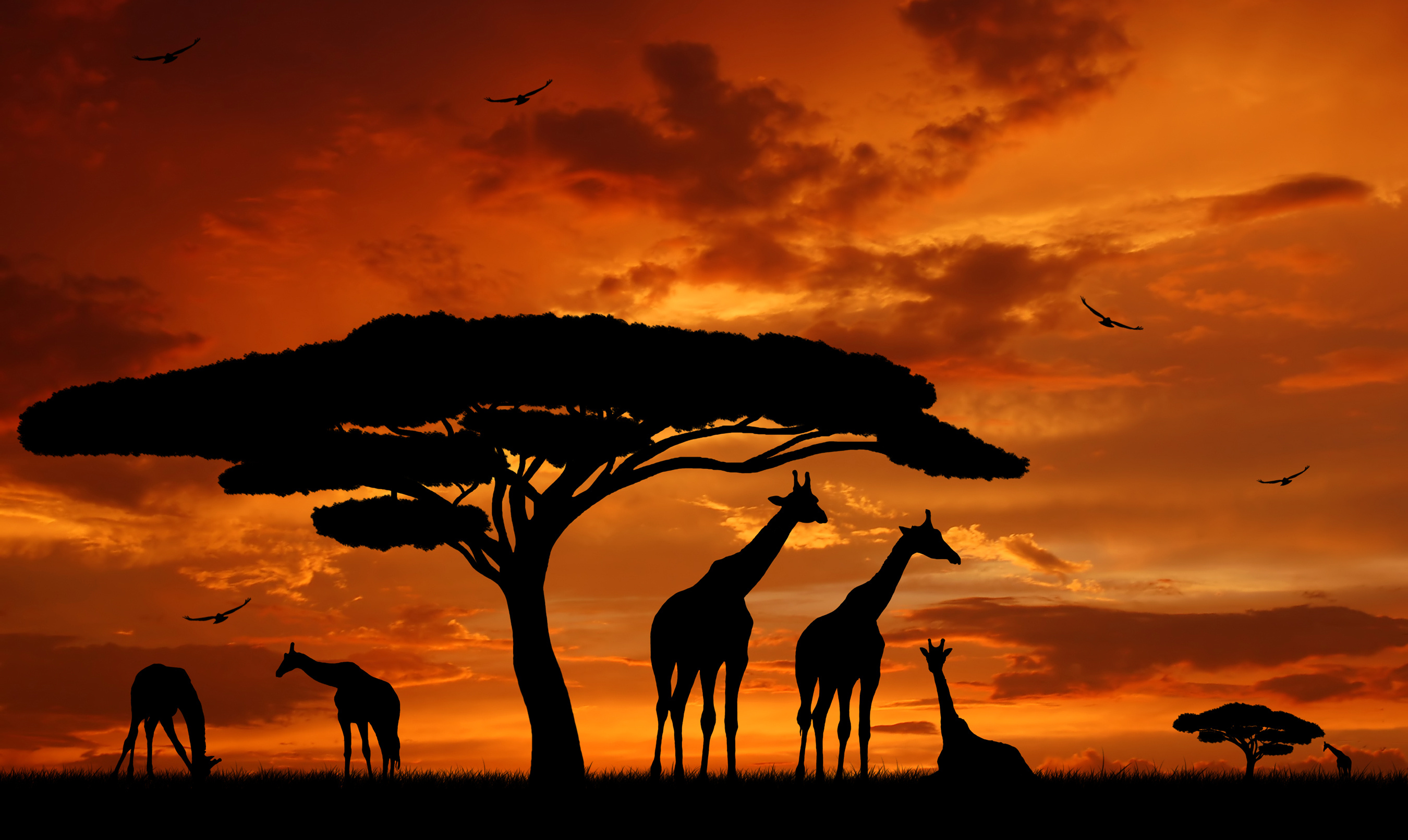 Comment organiser un voyage en Afrique ?