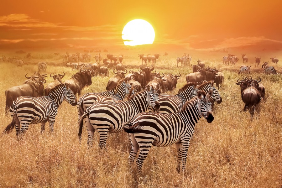 Quels sont les animaux emblématiques d'Afrique ?