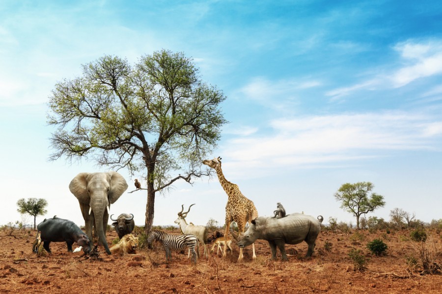 Les animaux safari : guide pour les voir !