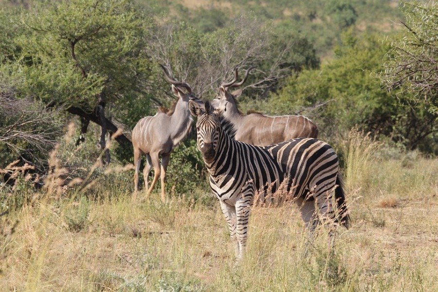Safari en Afrique du sud : Nos conseils