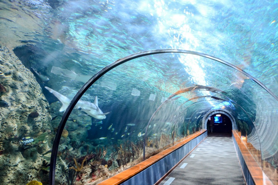 Le TOP 10 des plus grands aquariums du monde