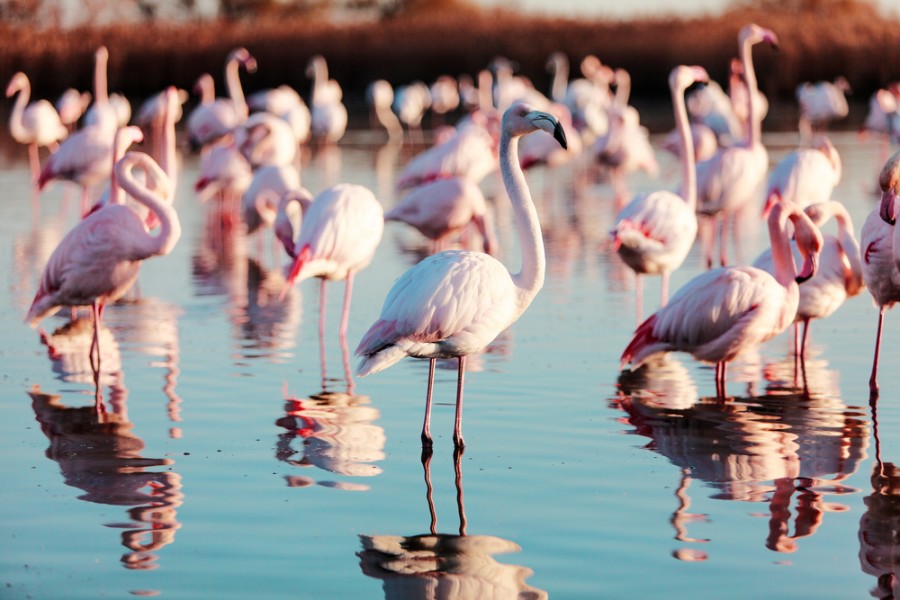 Visiter la camargue : que faire en un week-end ?