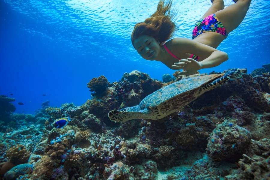 Quelles sont les expériences inoubliables que l'on peut vivre dans le plus grand aquarium du monde ?