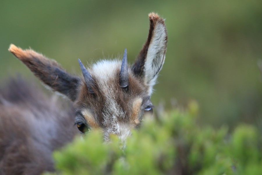 Quels sont les animaux typiques que l’on peut trouver en montagne en France ? Quels sont les animaux typiques que l’on peut trouver en montagne en France ?