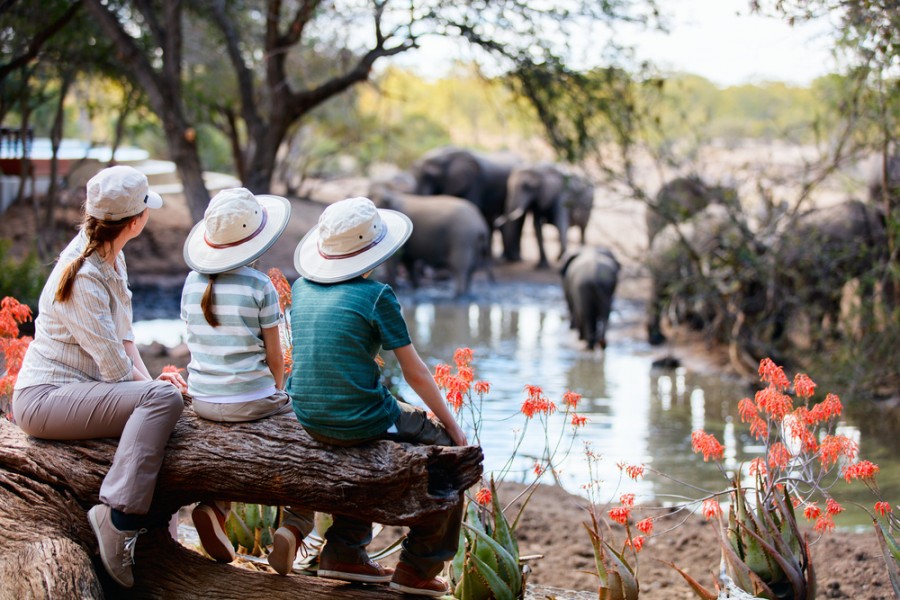 Safari en Afrique : expérience inoubliable !