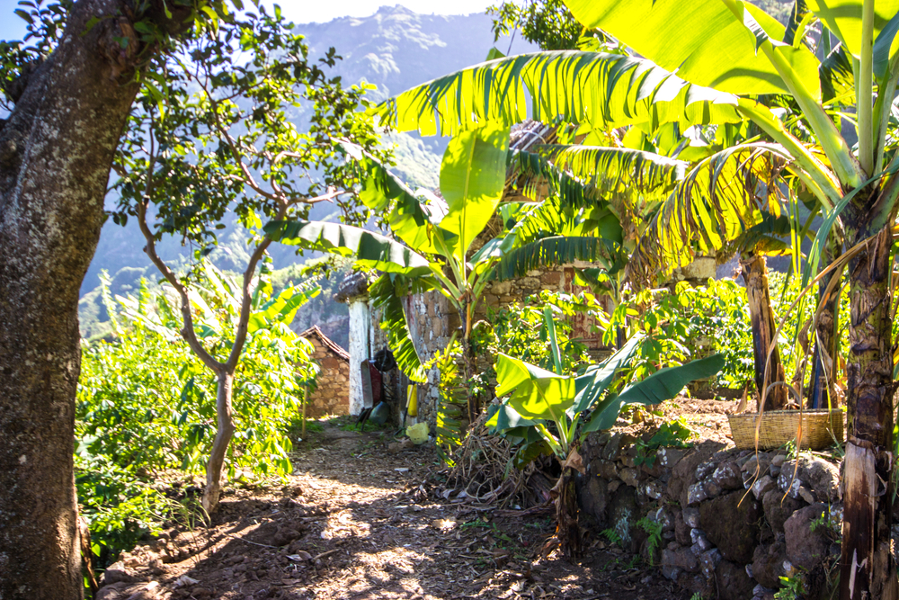 Découvrez les trésors cachés de Santo Antao.