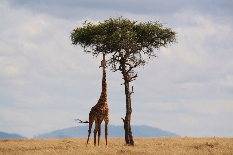 Voyage en Afrique à vélo