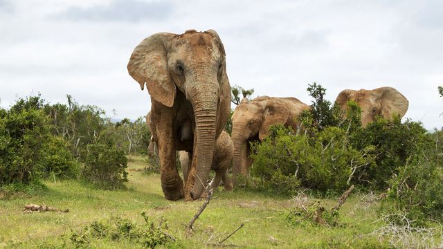 Pourquoi voyager en Afrique ?